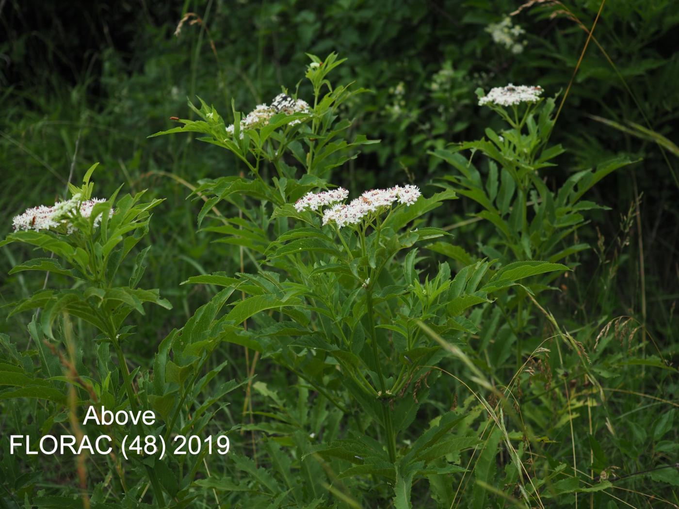 Elder, Dwarf, Danewort leaf